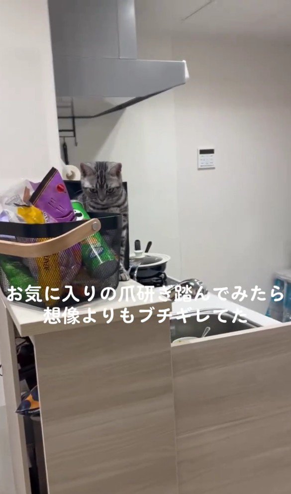 睨んでいるぺぺちゃん