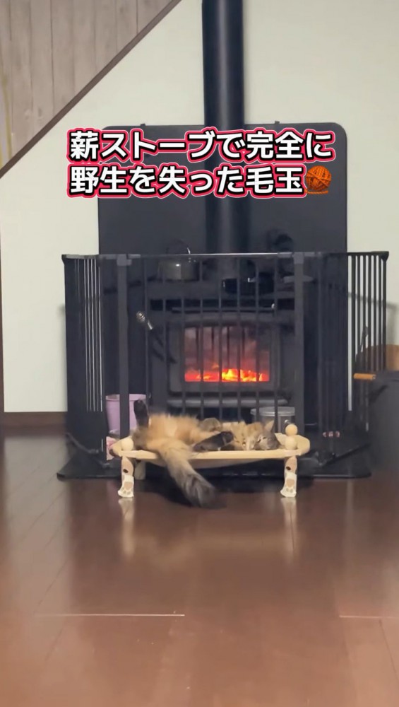 ストーブの前にあるハンモックに横たわる猫