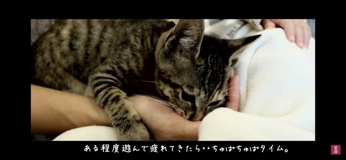 ちゅぱちゅぱする猫