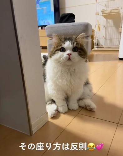 座っている猫