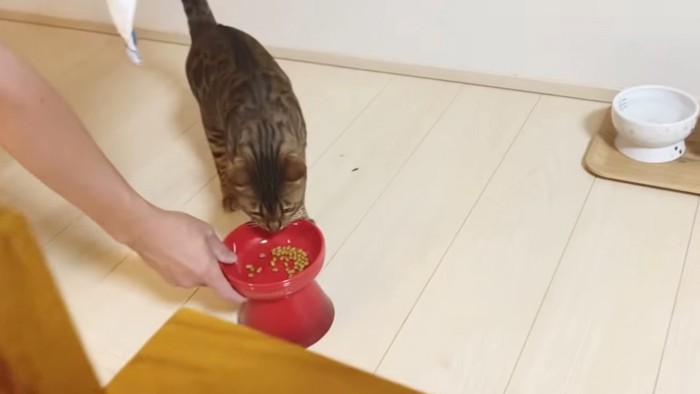 ごはんを食べる猫