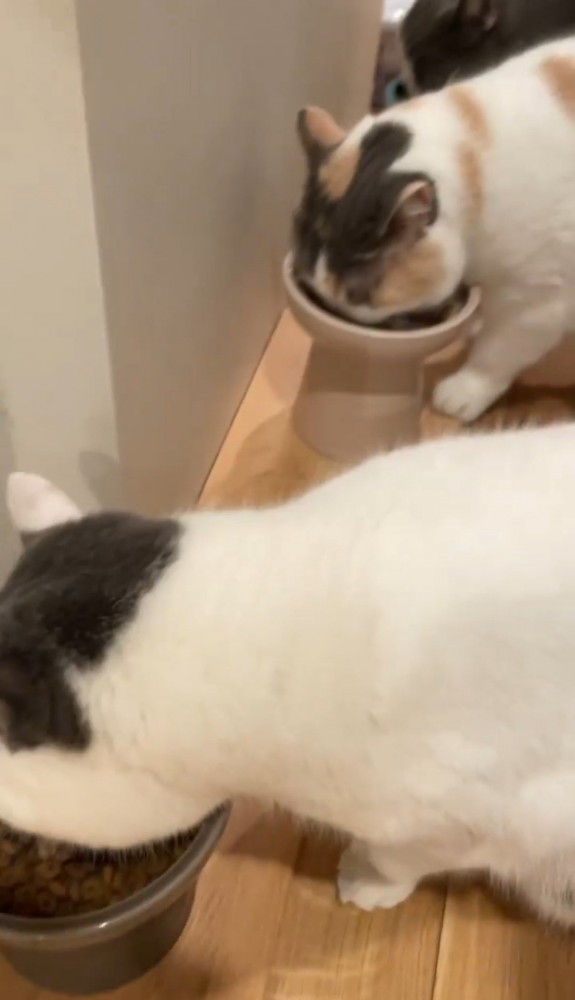 フードを食べる3匹の猫