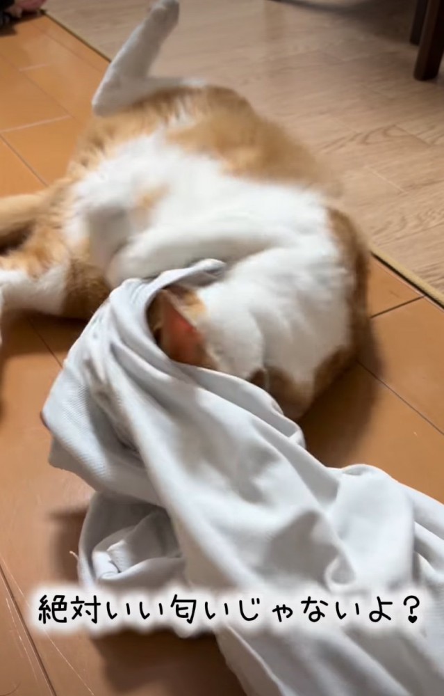 シャツの匂いを嗅ぐ猫