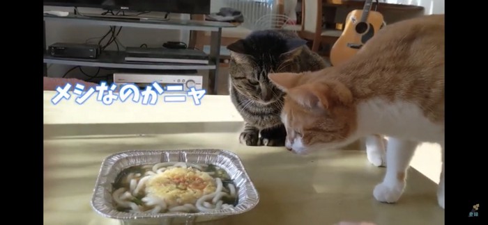 うどんの匂い嗅ぐ猫