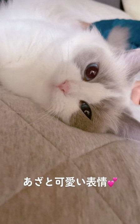 なでられて気持ちよさそうな顔のラグドール