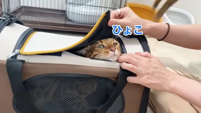 キャリーバッグから顔をのぞかせる猫