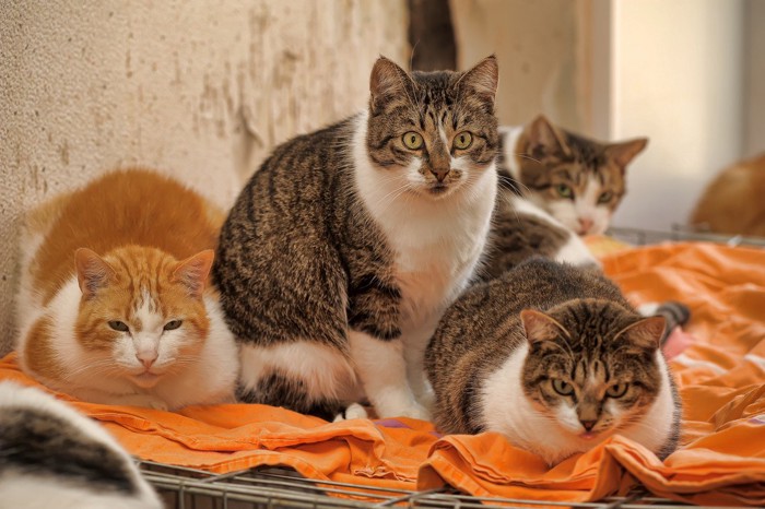 多数の猫がたたずむ室内