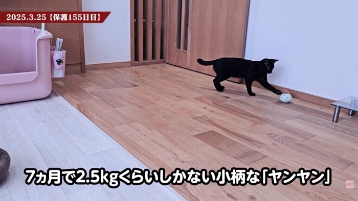 テロップ「7ヵ月で2.5kgくらいしか～」