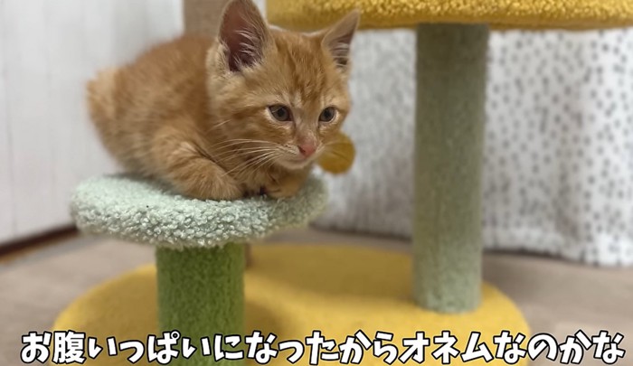 キャットタワーの台座に座る猫