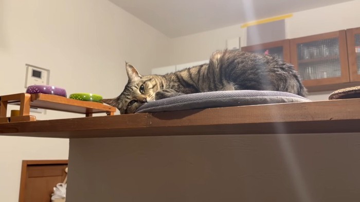 寝そべるキジトラ猫