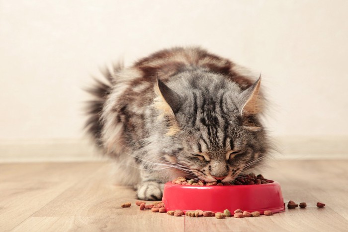 キャとフードを食べる猫