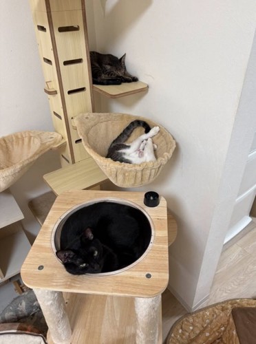 キャットタワーで眠る猫たち