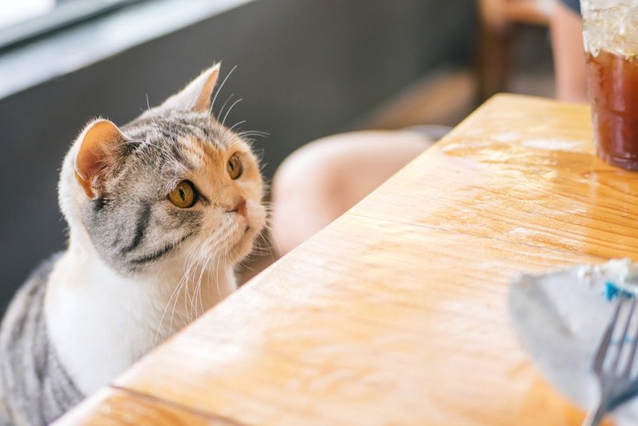 食卓を狙う猫