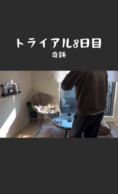椅子の上で寝ている2匹の猫とそれを撮影している人