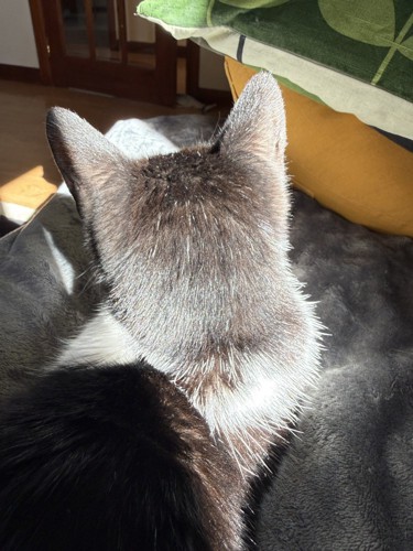 猫の後頭部