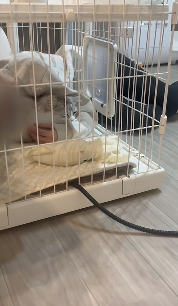 飼い主さんがケージに頭を突っ込んでいる写真2