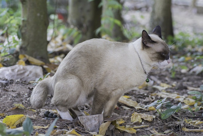 外でうんちをする猫