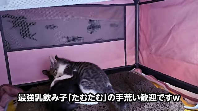 じゃれ合う2匹の子猫