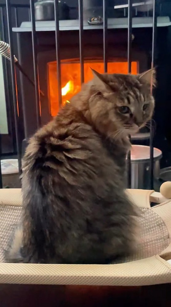 ストーブの前で飼い主をふり返る猫