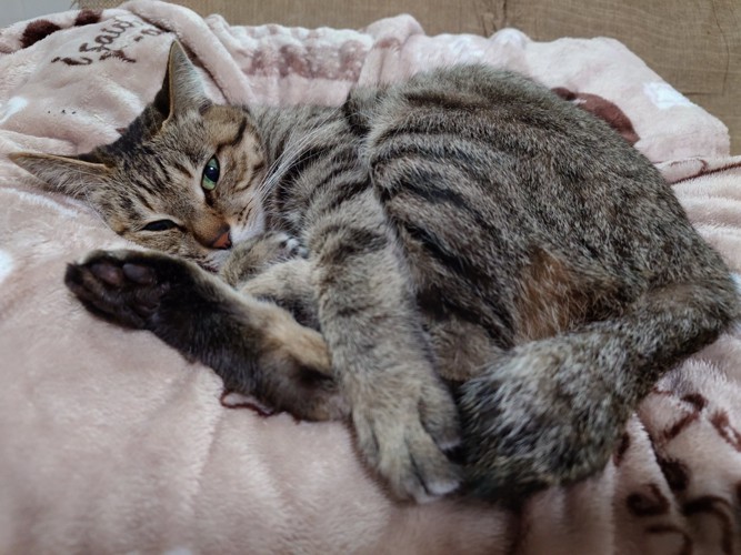 毛布の上に横になる猫