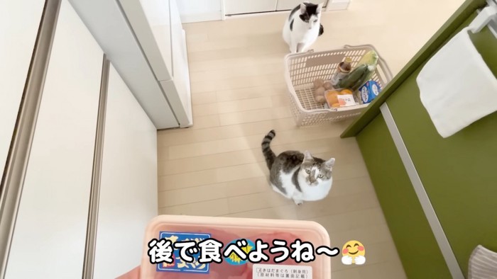 お刺身を持つママを見つめる2匹