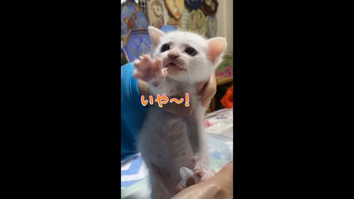 いや〜！
