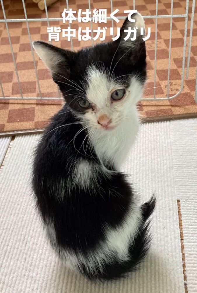振り向く子猫