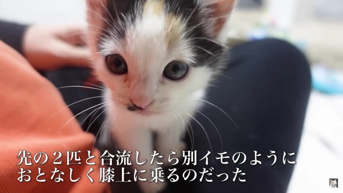 膝に乗る猫