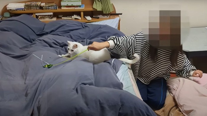 猫じゃらしで遊ぶ猫