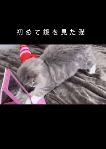 鏡に飛びつく猫