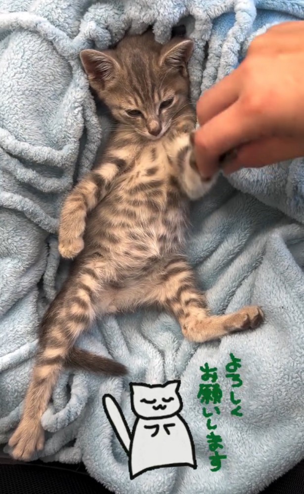 前足を握られる子猫