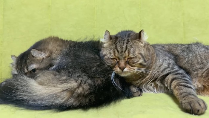 お尻枕