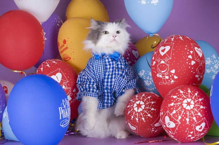 風船に囲まれて立ち上がる洋服を着た猫