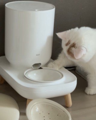 再々チャレンジする猫