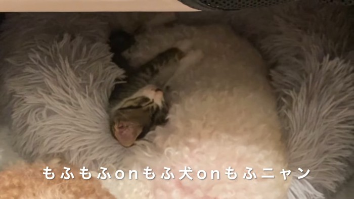 寝ている子猫