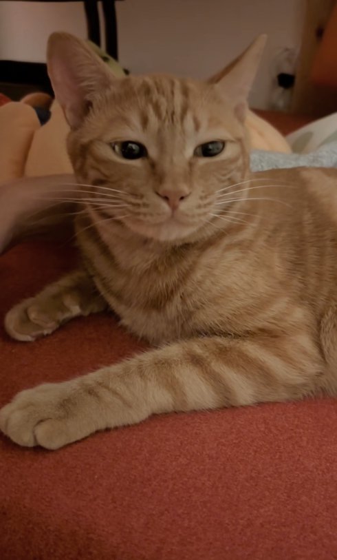 目を細めて画面右側を見つめる猫