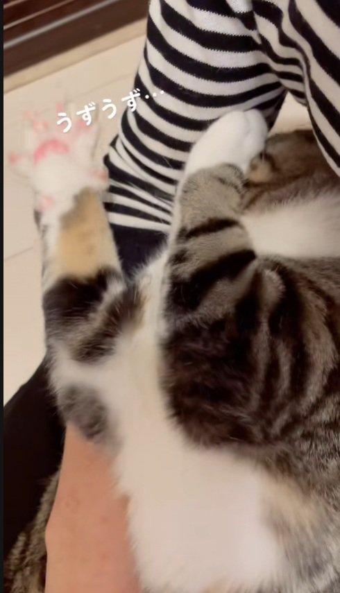 入り込む猫