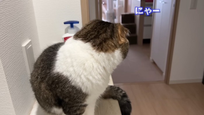 後ろを向く猫