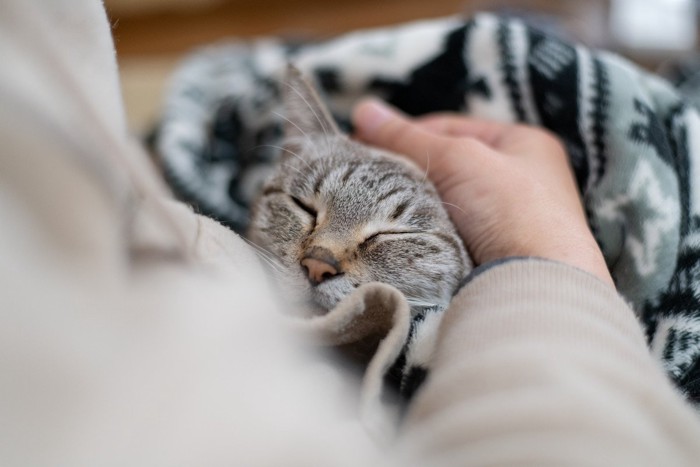 飼い主の膝に埋もれる猫