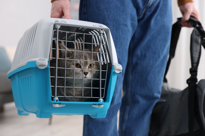 キャリーに入れられた猫