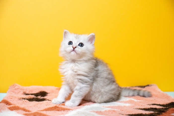 お座りしているミヌエットの子猫