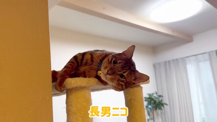 寝そべる猫