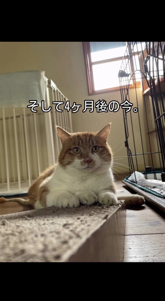 爪を研いでいる猫