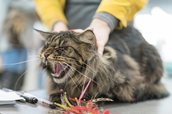 飼い主に押さえつけられて怒る猫