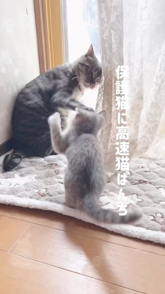 子猫に猫パンチする成猫