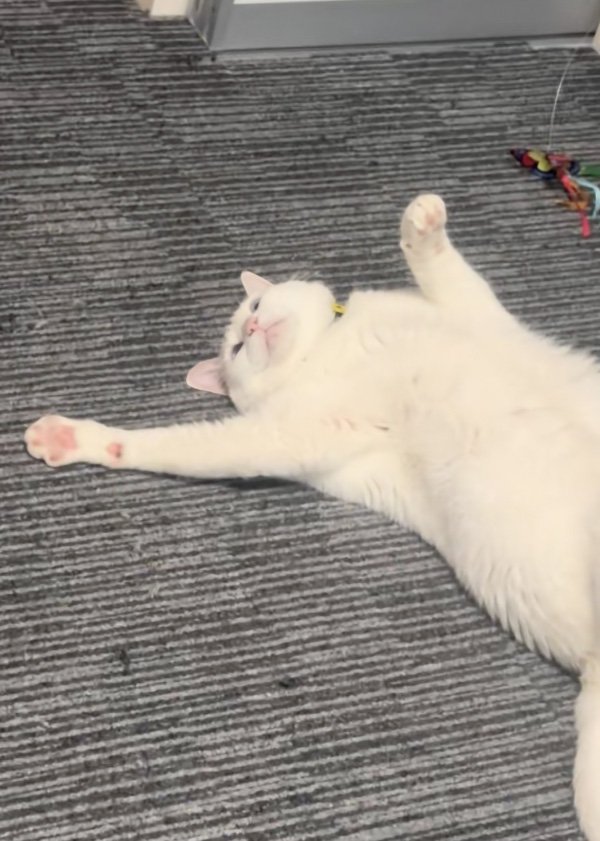 虚無の猫