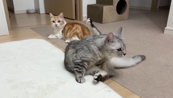 むぎくんとそらくん