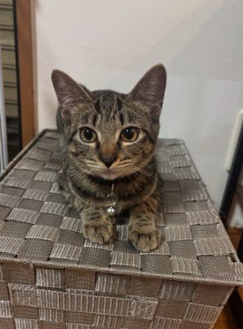 伏せをする猫