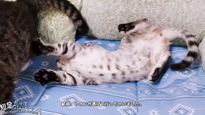 仰向けの猫