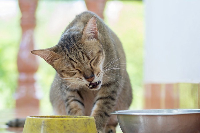 口を痛がる猫